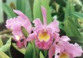 orchid