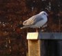 bird