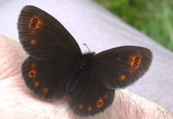motyl