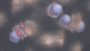orbitals